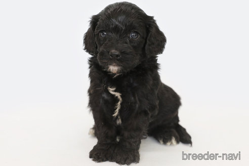 成約済の神奈川県のキャバプー:キャバリア×トイプードル-332324の1枚目